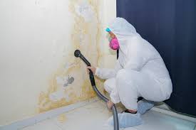 Best Mold Damage Restoration  in Star Valley Ranch, WY